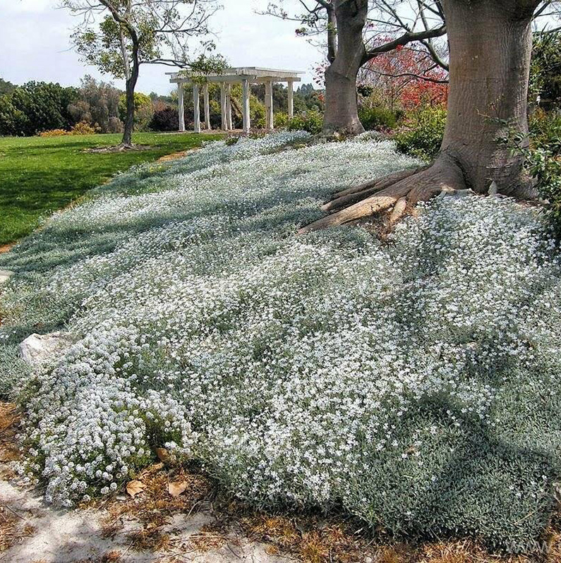 Cerastium biebersteinii, Kadakkaer